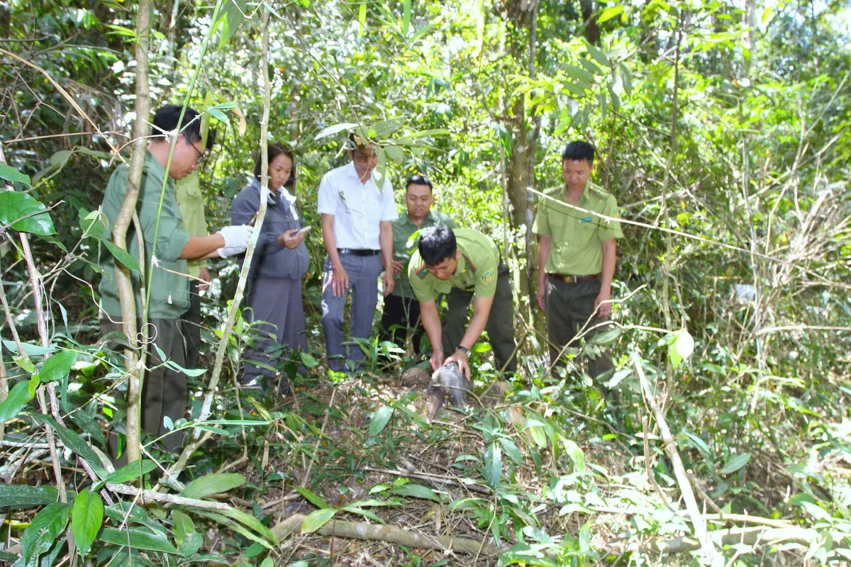 Thả 09 cá thể động vật hoang dã về với tự nhiên tại vườn quốc gia Chư Yang Sin - Ảnh 1.