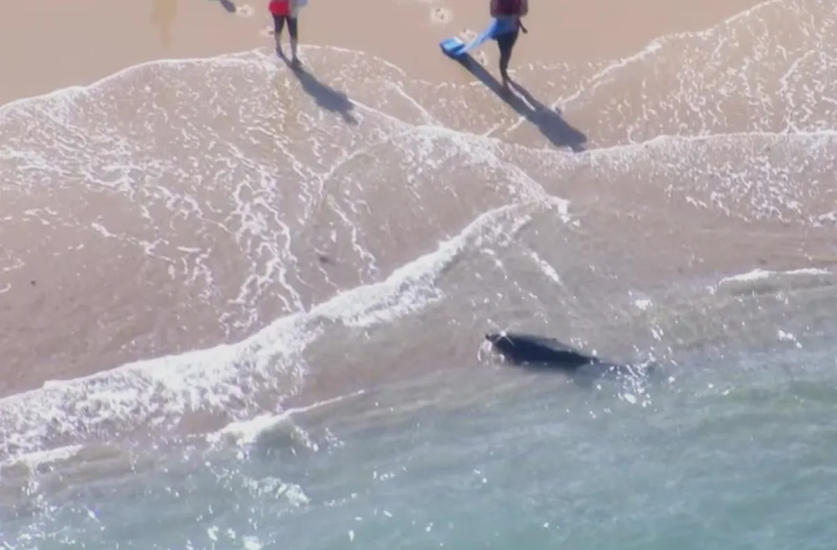 Australia ban h&agrave;nh cảnh b&aacute;o sau lũ lụt - Ảnh 1.