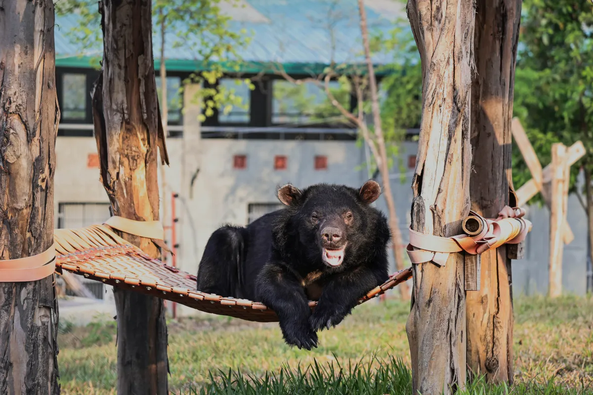 2026 - Năm bản lề chấm dứt nuôi nhốt gấu lấy mật - Ảnh 5.