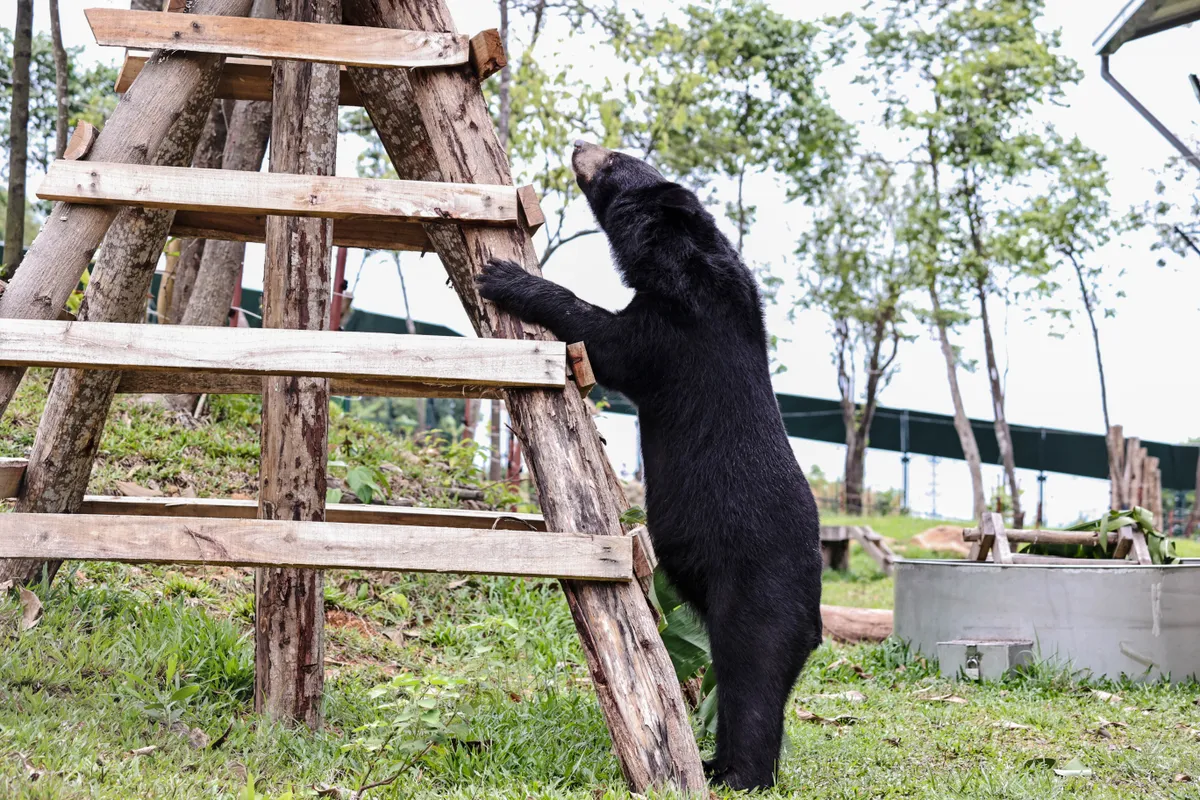 2026 - Năm bản lề chấm dứt nuôi nhốt gấu lấy mật - Ảnh 4.