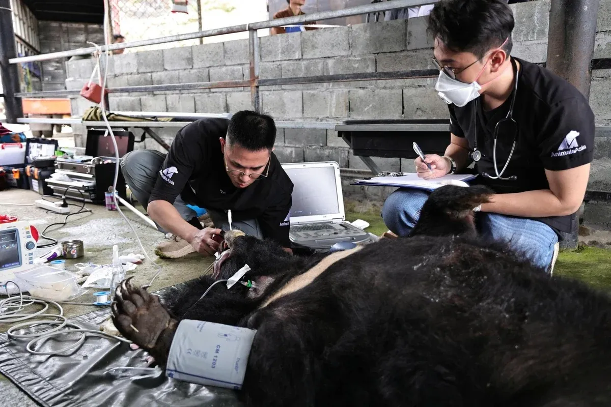 2026 - Năm bản lề chấm dứt nuôi nhốt gấu lấy mật - Ảnh 1.