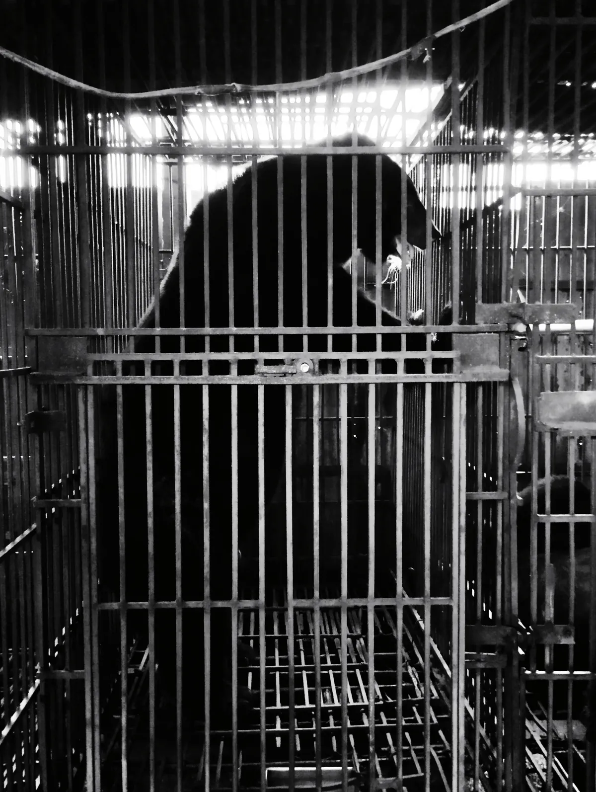 2026 - Năm bản lề chấm dứt nuôi nhốt gấu lấy mật - Ảnh 2.