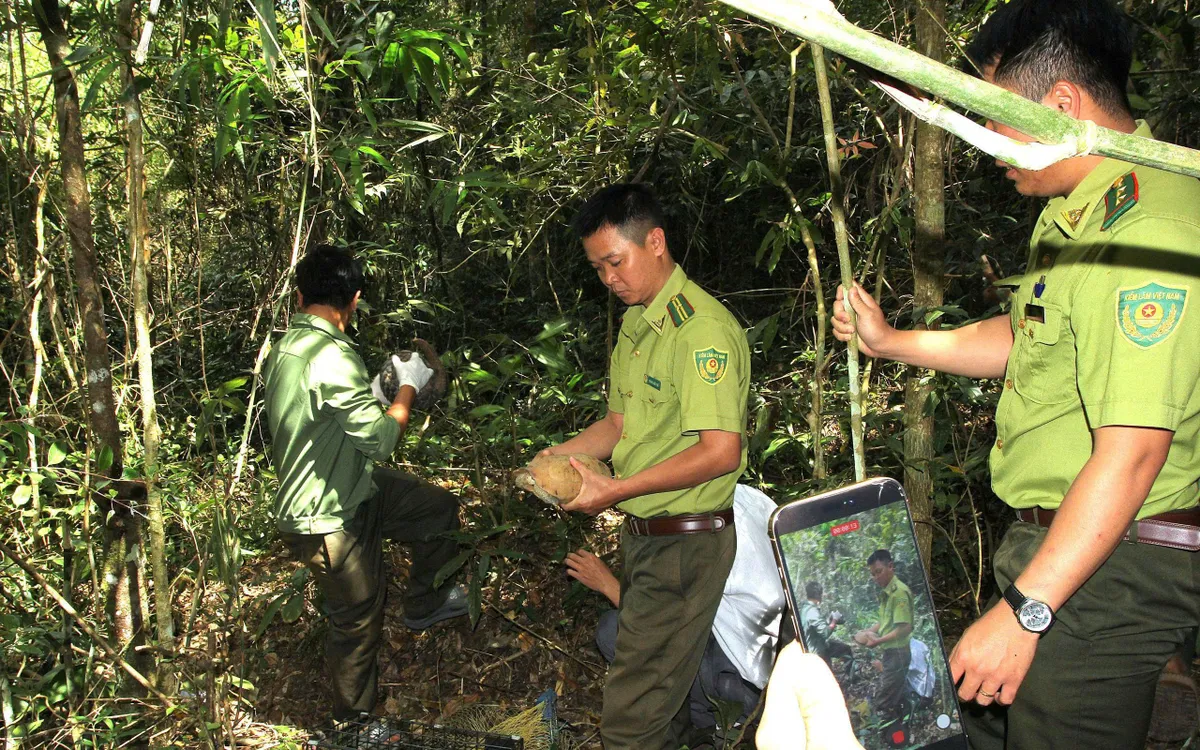 Các cá thể động vật hoang dã được thả về với môi trường tự nhiên.
