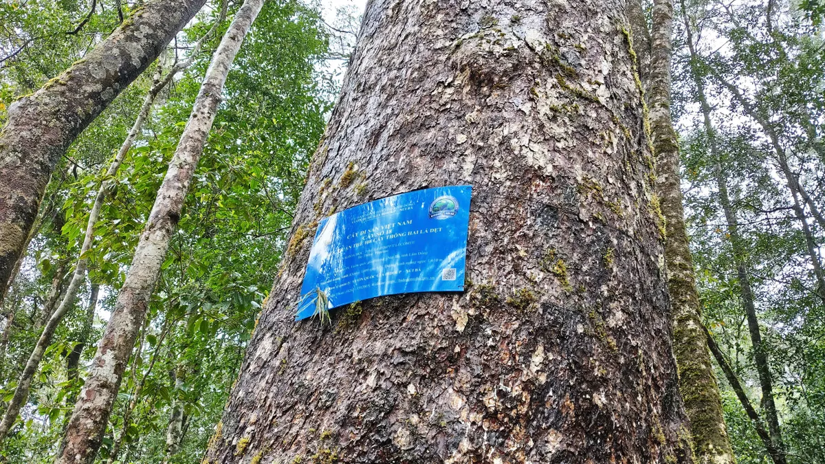 Vườn quốc gia Bidoup - Núi Bà: Hành trình chạm vào thiên nhiên hoang dã giữa đại ngàn- Ảnh 4. Vườn quốc gia Bidoup - Núi Bà: Hành trình chạm vào thiên nhiên hoang dã giữa đại ngàn- Ảnh 4.