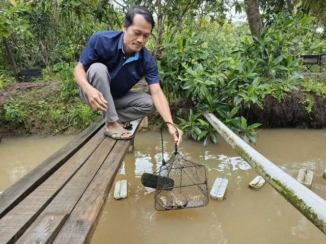 Biến vườn nhà thành điểm du lịch trải nghiệm nhờ nuôi ngọc trai ở cù lao Thới Sơn- Ảnh 1. Biến vườn nhà thành điểm du lịch trải nghiệm nhờ nuôi ngọc trai ở cù lao Thới Sơn- Ảnh 1.