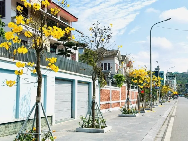 Hoa phong linh nhuộm v&agrave;ng đường ven vịnh Hạ Long, h&uacute;t kh&aacute;ch check-in cuối th&aacute;ng 2- Ảnh 1.