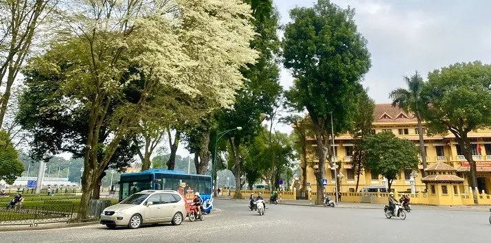 H&agrave; Nội th&aacute;ng 3 tinh kh&ocirc;i trong sắc trắng hoa sưa- Ảnh 1.