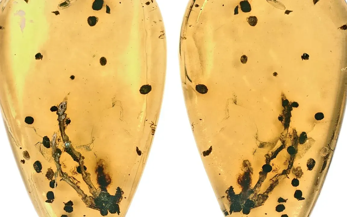 Ph&aacute;t hiện khối u xương 99 triệu năm tuổi trong hổ ph&aacute;ch Myanmar- Ảnh 1.