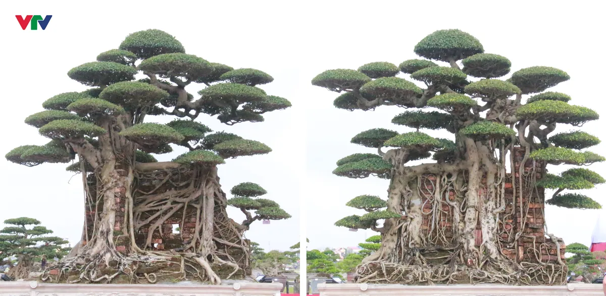 “Kỳ hoa dị thảo” khoe dáng ở Đền Trần - Ảnh 6.