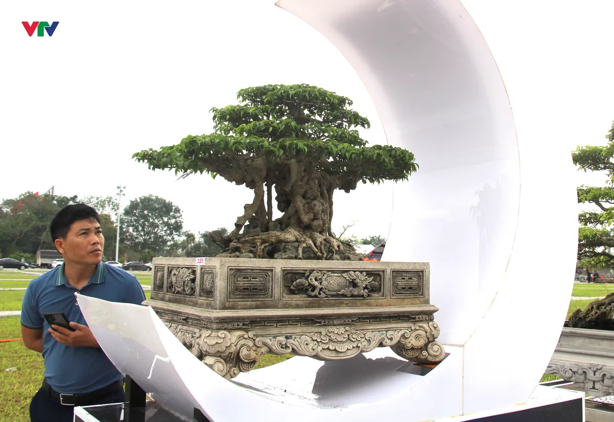 “Kỳ hoa dị thảo” khoe dáng ở Đền Trần - Ảnh 3.