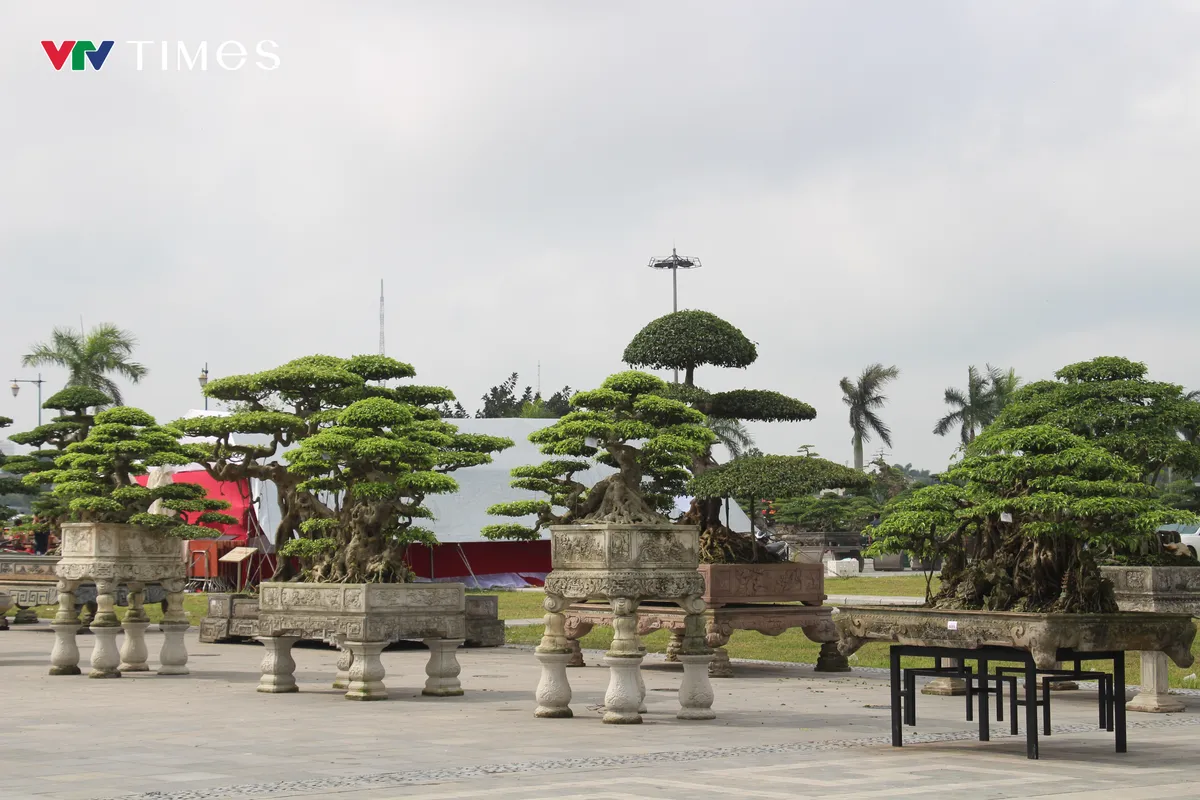 “Kỳ hoa dị thảo” khoe dáng ở Đền Trần - Ảnh 1.