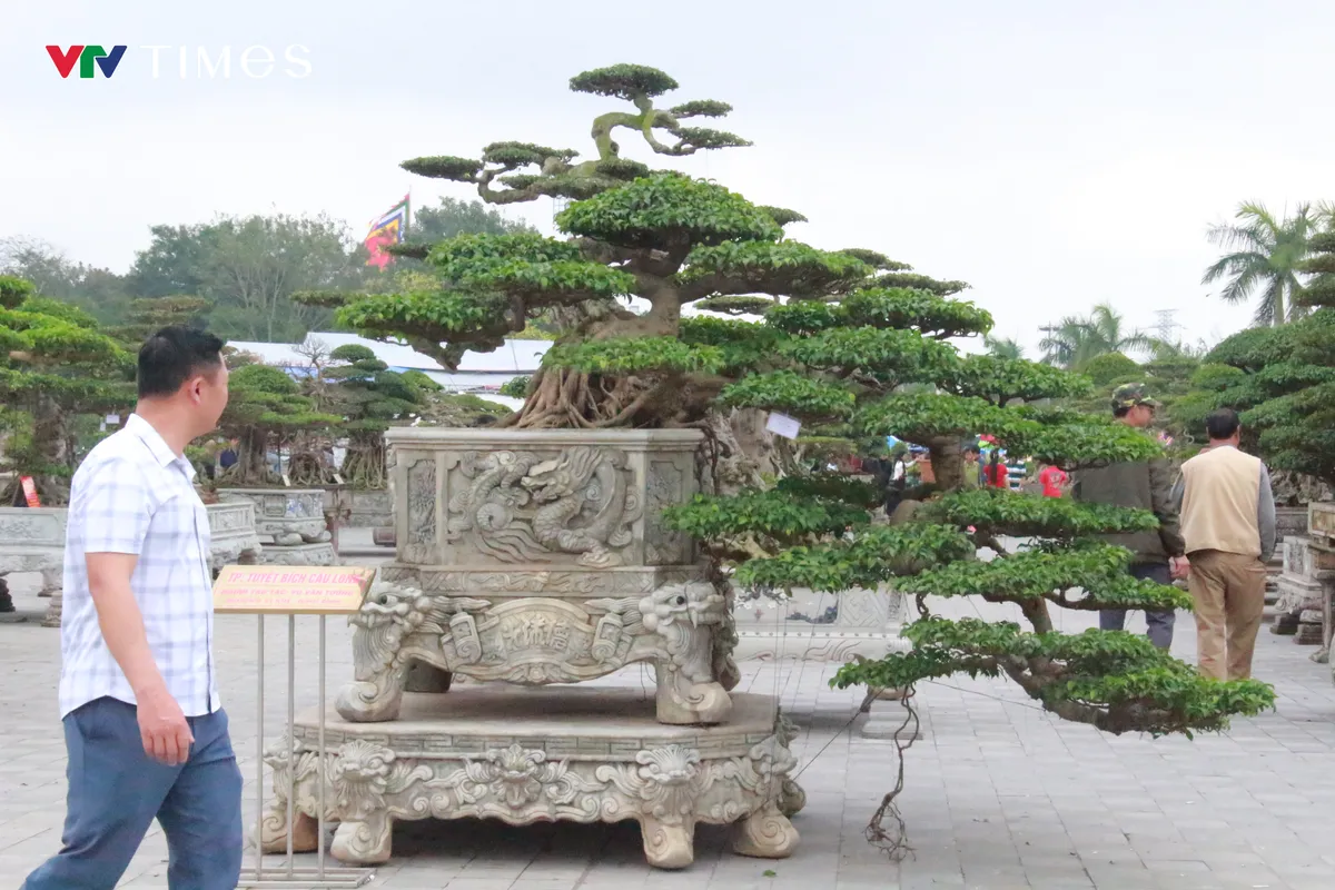 “Kỳ hoa dị thảo” khoe dáng ở Đền Trần - Ảnh 5.