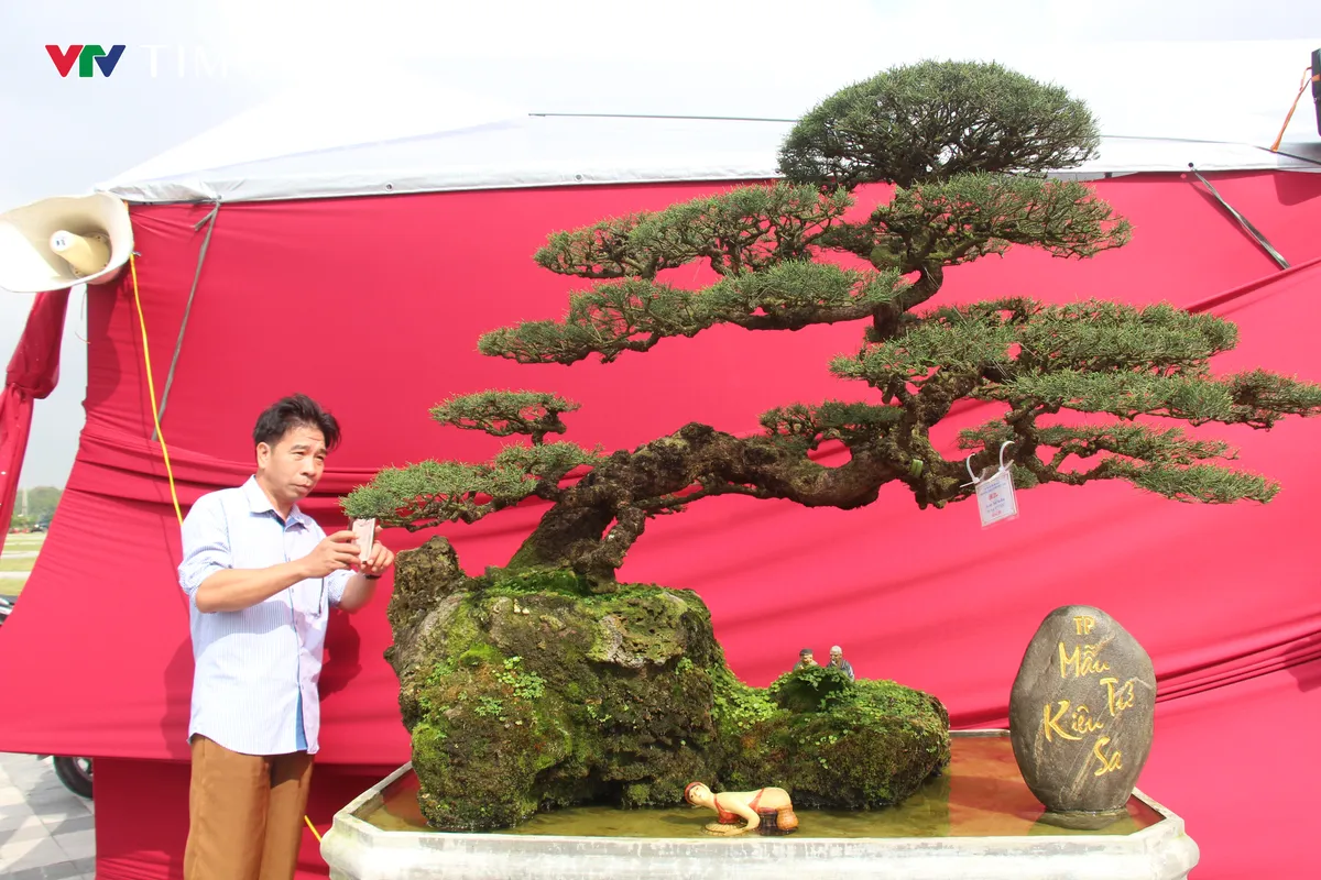 “Kỳ hoa dị thảo” khoe dáng ở Đền Trần - Ảnh 8.