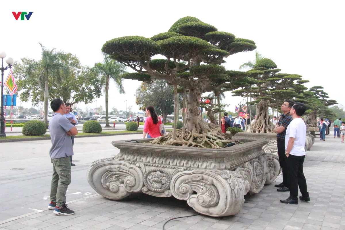 “Kỳ hoa dị thảo” khoe dáng ở Đền Trần - Ảnh 4.