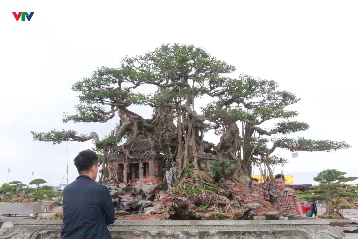 “Kỳ hoa dị thảo” khoe dáng ở Đền Trần - Ảnh 2.
