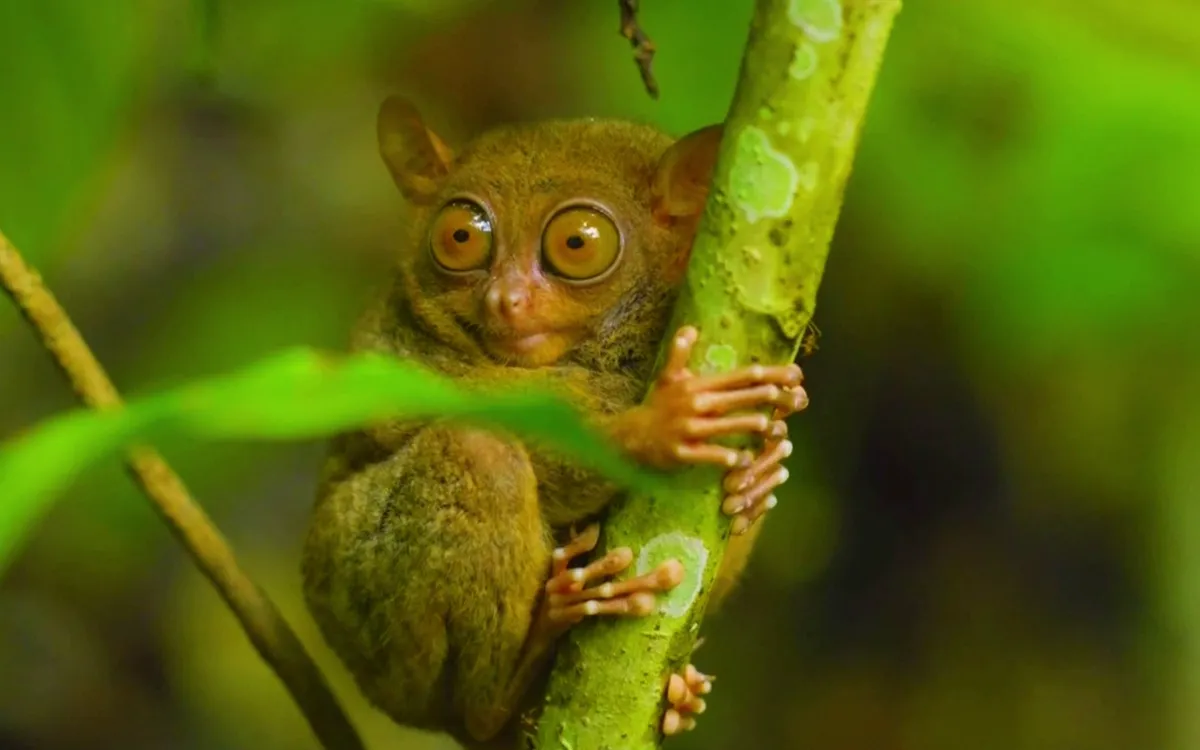 Philippines: Bảo vệ thiên nhiên để phát triển du lịch bền vững- Ảnh 1. Philippines: Bảo vệ thiên nhiên để phát triển du lịch bền vững- Ảnh 1.