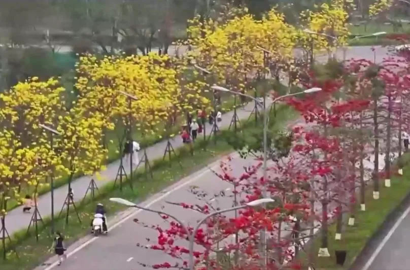 SẮC HOA PHONG LINH NỞ RỘ Đ&Oacute;N NGƯỜI D&Acirc;N H&Agrave; NỘI DU XU&Acirc;N ĐẦU NĂM - Ảnh 2.