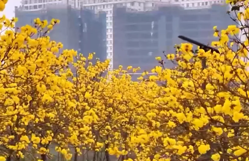 SẮC HOA PHONG LINH NỞ RỘ Đ&Oacute;N NGƯỜI D&Acirc;N H&Agrave; NỘI DU XU&Acirc;N ĐẦU NĂM - Ảnh 1.