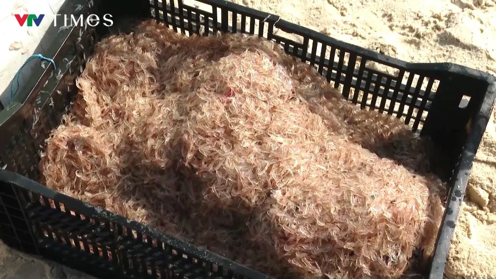 Ruốc dạt bờ đầu năm, ngư d&acirc;n thu tiền triệu mỗi ng&agrave;y - Ảnh 2.