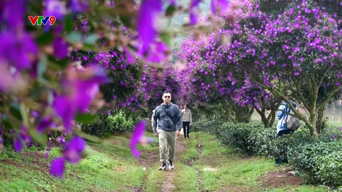 Ấn tượng phương Nam: Rực rỡ sắc hoa mua trên đồi trà