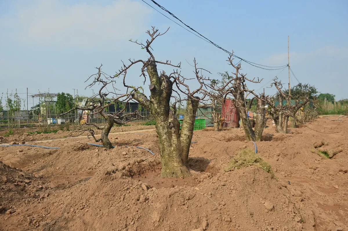 "Hồi sinh" gốc đ&agrave;o sau Tết: Nh&agrave; vườn tất bật v&agrave;o vụ mới - Ảnh 6.