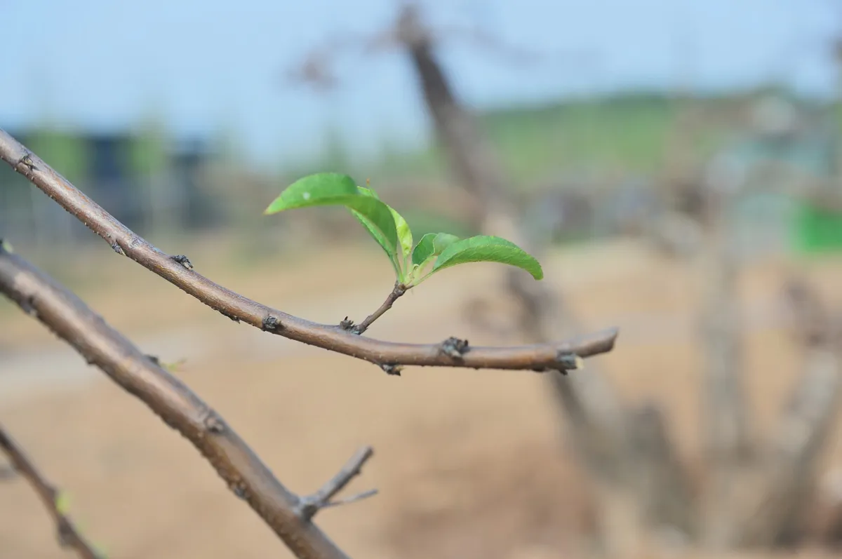 "Hồi sinh" gốc đ&agrave;o sau Tết: Nh&agrave; vườn tất bật v&agrave;o vụ mới - Ảnh 5.
