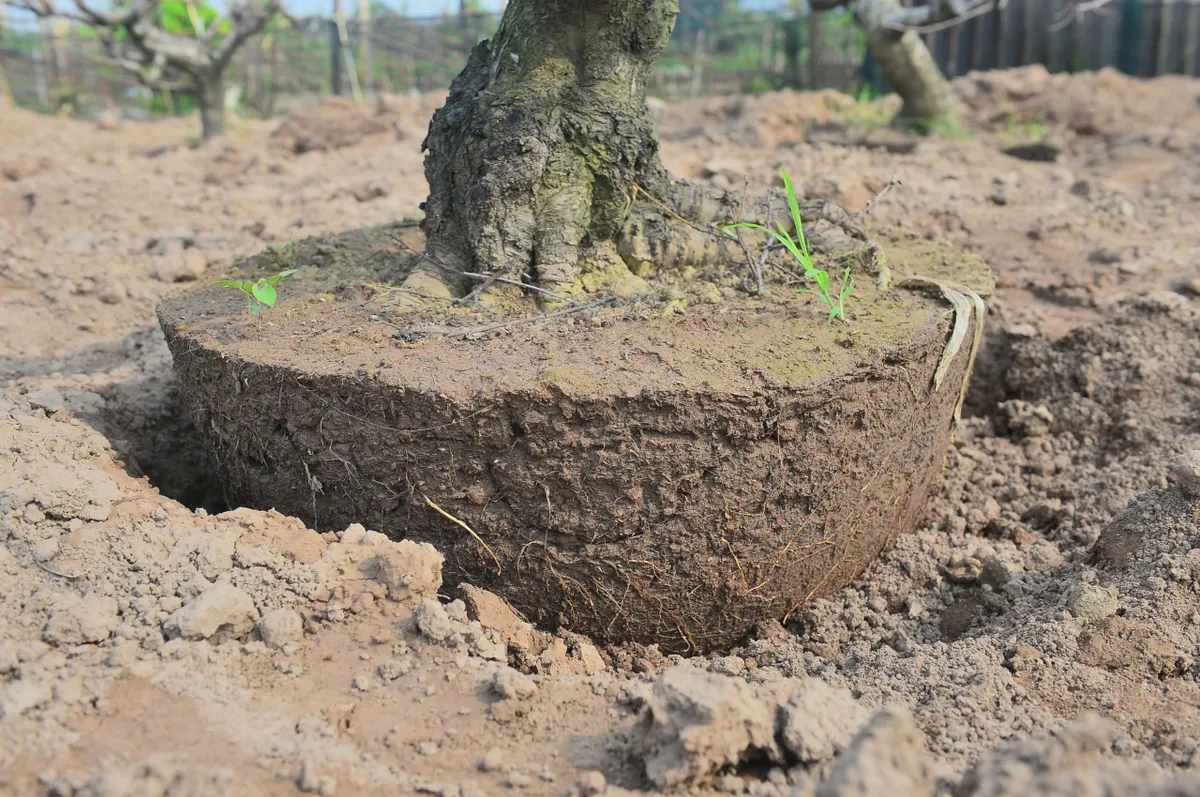 "Hồi sinh" gốc đ&agrave;o sau Tết: Nh&agrave; vườn tất bật v&agrave;o vụ mới - Ảnh 2.
