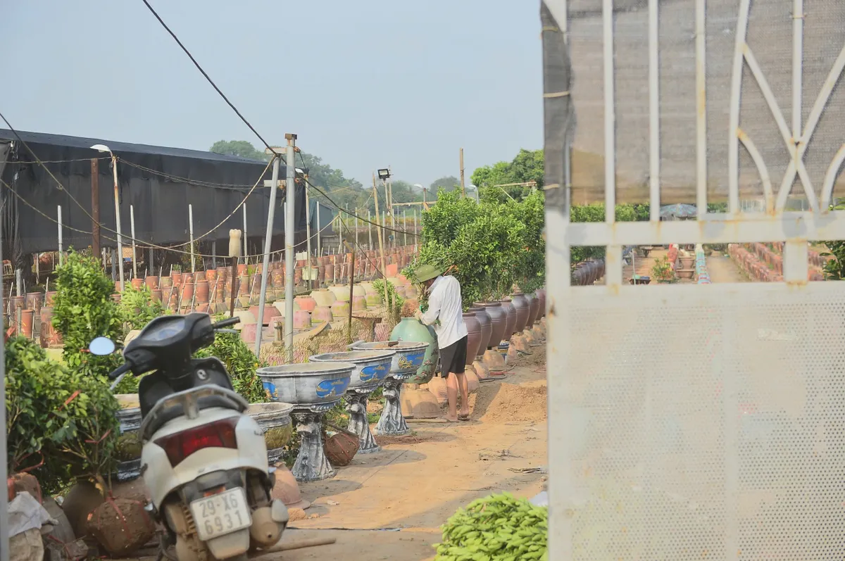"Hồi sinh" gốc đ&agrave;o sau Tết: Nh&agrave; vườn tất bật v&agrave;o vụ mới - Ảnh 4.