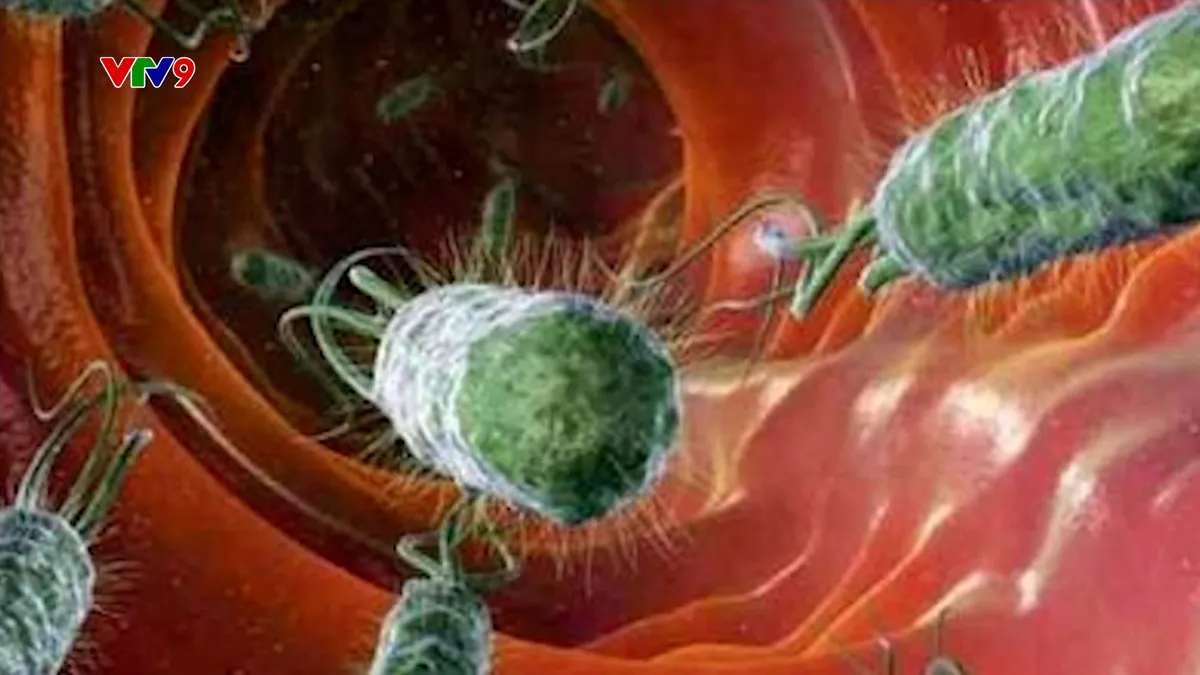 Bánh mì Sài Gòn: Khi biểu tượng ẩm thực bị đầu độc bởi lợi nhuận