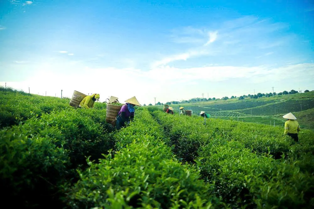 Lâm Đồng tăng cường quảng bá điểm đến, mở rộng sản phẩm thu hút du khách - Ảnh 2.