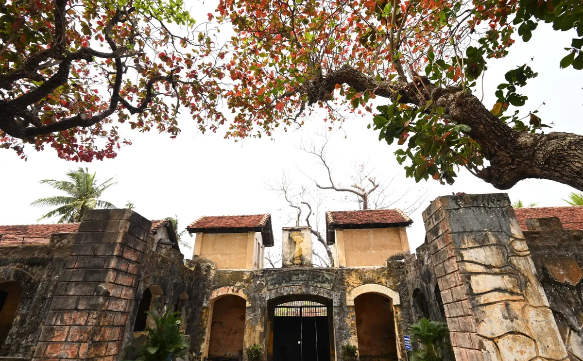 C&ocirc;n Đảo h&uacute;t kh&aacute;ch đầu xu&acirc;n khi m&ugrave;a b&agrave;ng thay l&aacute; nhuộm đỏ bờ biển- Ảnh 1.