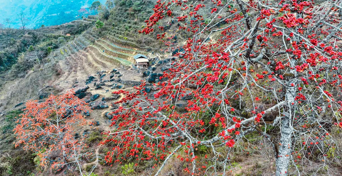 Thắp lửa giữa cao nguyên đá: Tháng 3 rực rỡ sắc hoa gạo Xín Mần- Ảnh 1. Thắp lửa giữa cao nguyên đá: Tháng 3 rực rỡ sắc hoa gạo Xín Mần- Ảnh 1.
