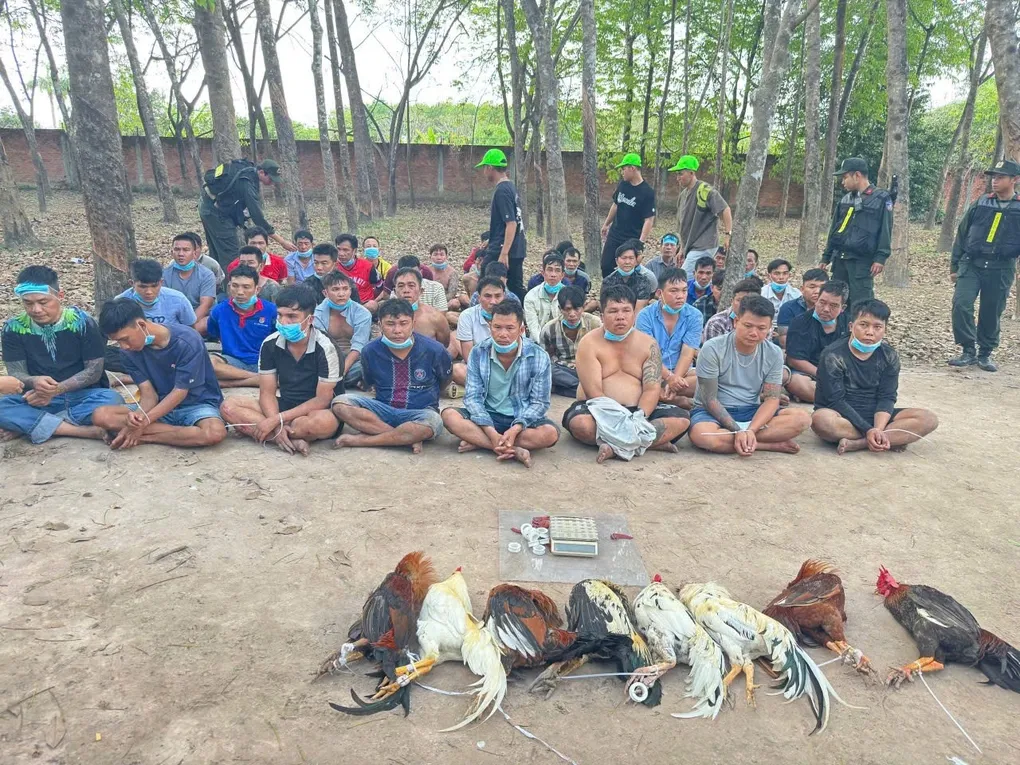 Khởi tố 22 đối tượng tham gia c&aacute; cược trong sới g&agrave; bịp ở TP HCM- Ảnh 1.