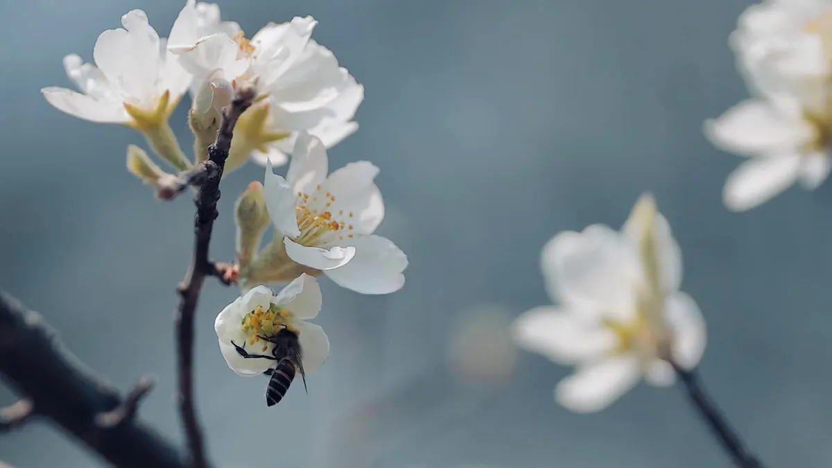 M&ugrave;a m&acirc;y trắng s&agrave; xuống phố n&uacute;i: Th&aacute;ng 3 tinh kh&ocirc;i sắc hoa sơn tra Mường La- Ảnh 3.