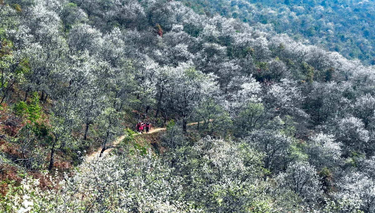 M&ugrave;a m&acirc;y trắng s&agrave; xuống phố n&uacute;i: Th&aacute;ng 3 tinh kh&ocirc;i sắc hoa sơn tra Mường La- Ảnh 4.