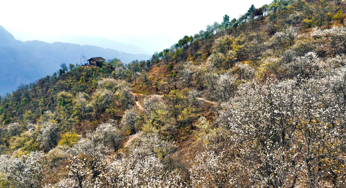 M&ugrave;a m&acirc;y trắng s&agrave; xuống phố n&uacute;i: Th&aacute;ng 3 tinh kh&ocirc;i sắc hoa sơn tra Mường La- Ảnh 1.