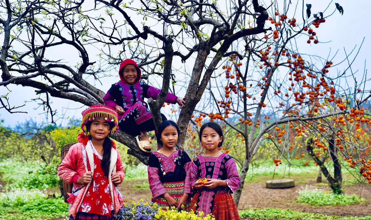 M&ugrave;a nắng rụng trong vườn: Khi Mộc Ch&acirc;u thay &aacute;o mới bằng sắc hồng rực rỡ- Ảnh 1.