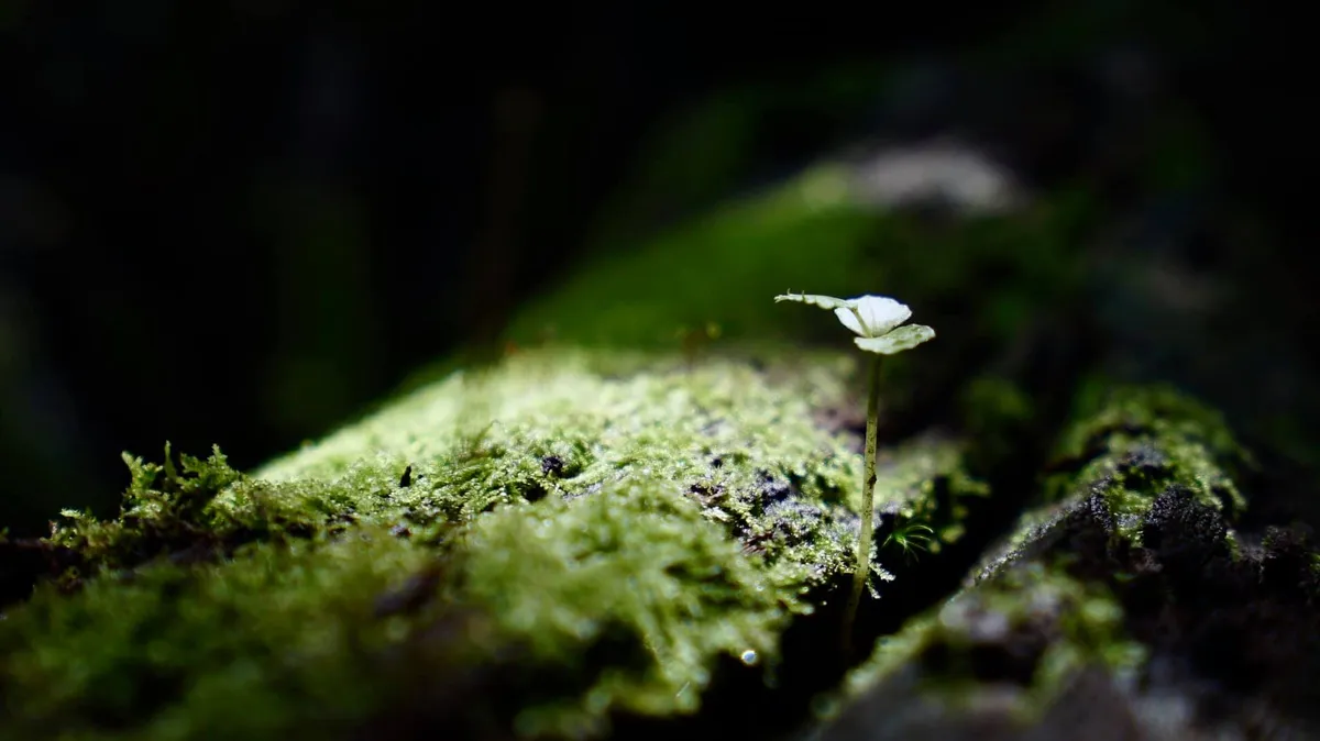 Những "linh hồn" nhỏ giữa đại ng&agrave;n: Vẻ đẹp thầm lặng của c&acirc;y rừng M&ugrave; Cang Chải- Ảnh 1.