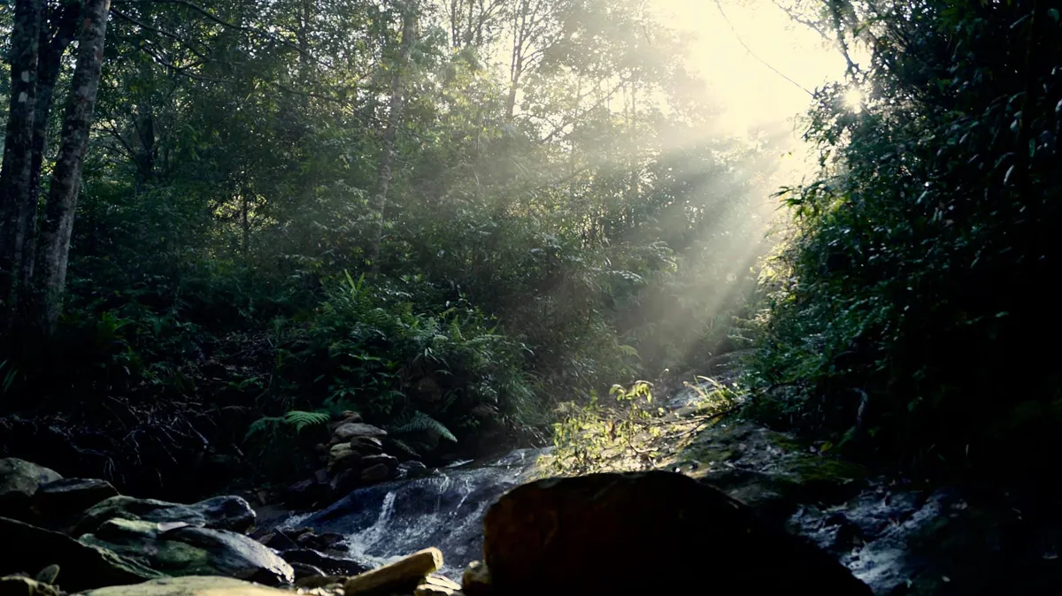 Những "linh hồn" nhỏ giữa đại ng&agrave;n: Vẻ đẹp thầm lặng của c&acirc;y rừng M&ugrave; Cang Chải- Ảnh 2.