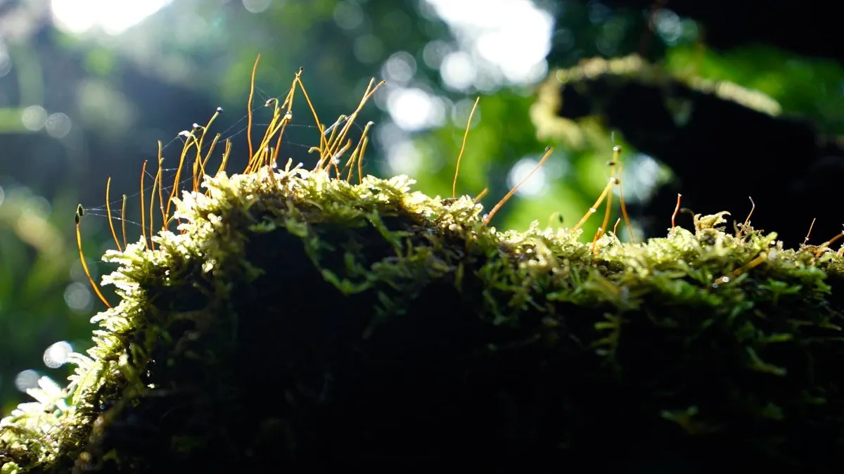 Những "linh hồn" nhỏ giữa đại ng&agrave;n: Vẻ đẹp thầm lặng của c&acirc;y rừng M&ugrave; Cang Chải- Ảnh 3.