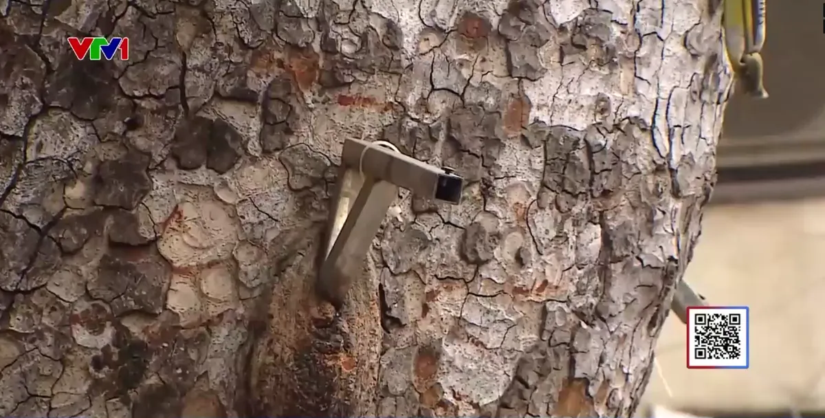 C&acirc;y xanh oằn m&igrave;nh &ldquo;g&aacute;nh&rdquo; đ&egrave;n trang tr&iacute;, biển quảng c&aacute;o - Ảnh 3.