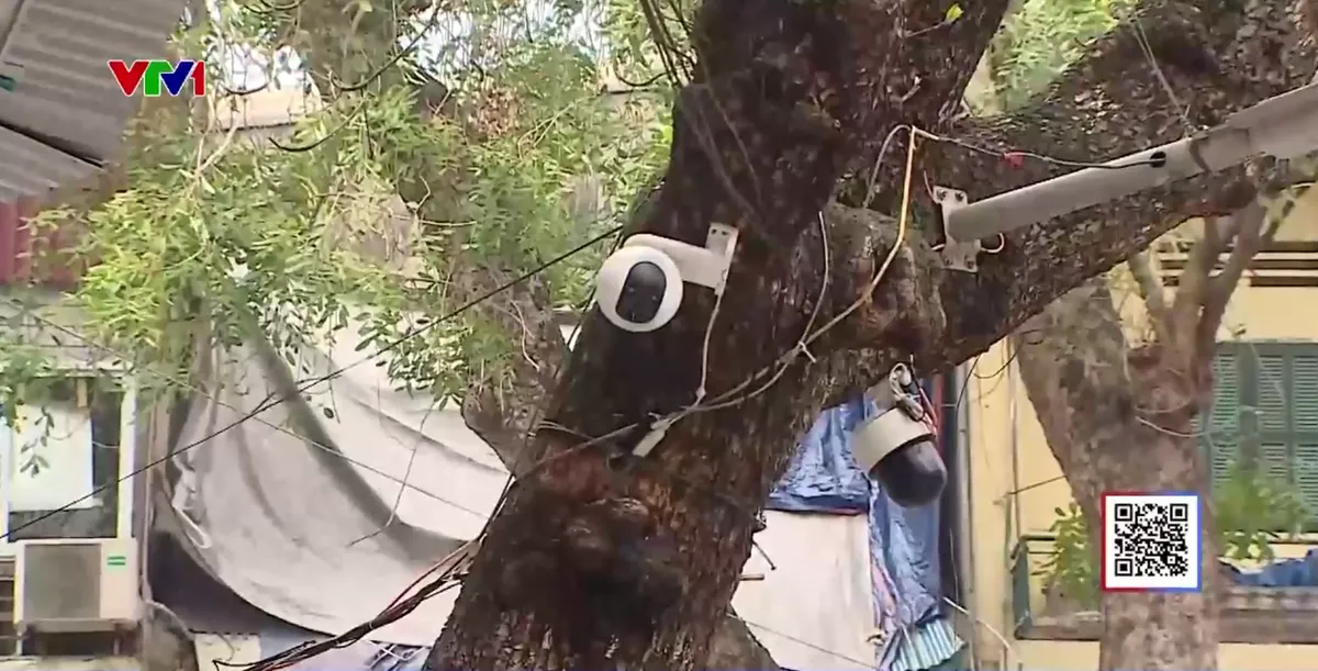 C&acirc;y xanh oằn m&igrave;nh &ldquo;g&aacute;nh&rdquo; đ&egrave;n trang tr&iacute;, biển quảng c&aacute;o - Ảnh 1.