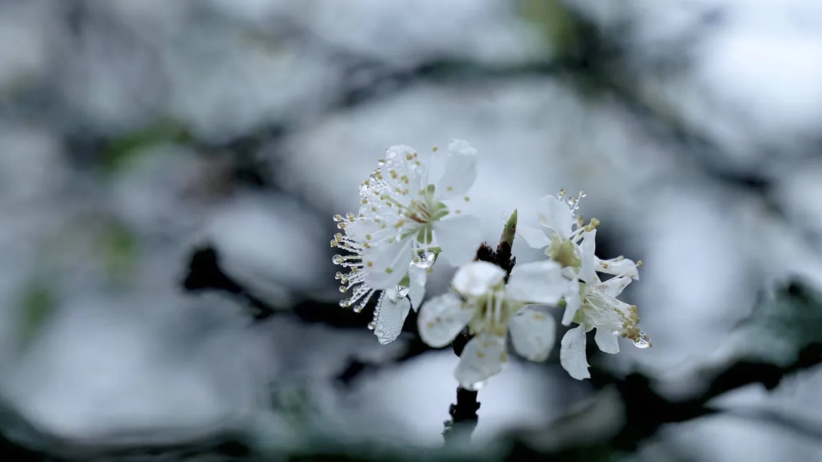 Xu&acirc;n T&acirc;n Lập: Bản t&igrave;nh ca trắng trong thung lũng m&acirc;y- Ảnh 3.