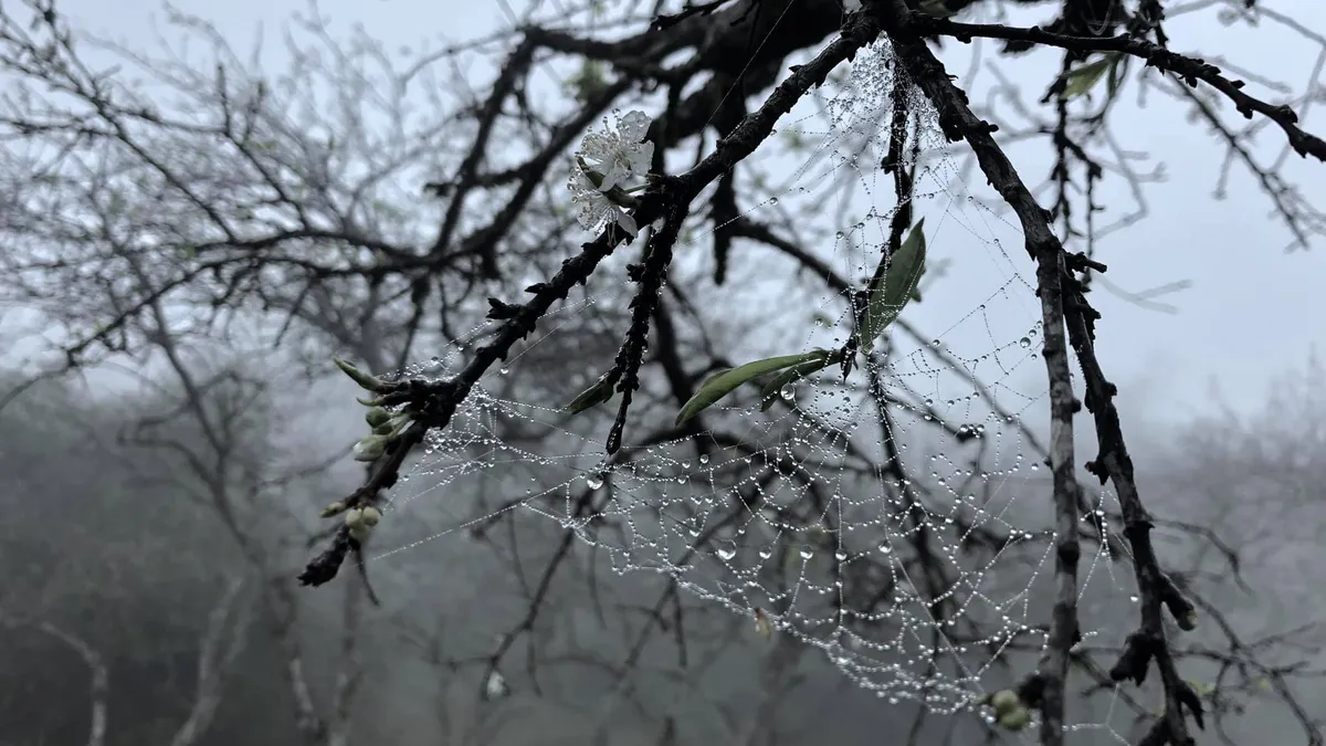 Xu&acirc;n T&acirc;n Lập: Bản t&igrave;nh ca trắng trong thung lũng m&acirc;y- Ảnh 2.