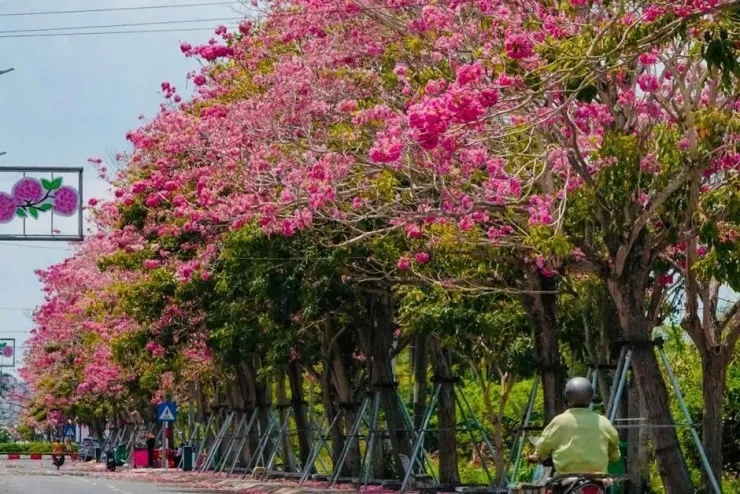 Con đường kèn hồng rực rỡ ở Sóc Trăng hút khách check-in mỗi độ tháng 3- Ảnh 1. Con đường kèn hồng rực rỡ ở Sóc Trăng hút khách check-in mỗi độ tháng 3- Ảnh 1.