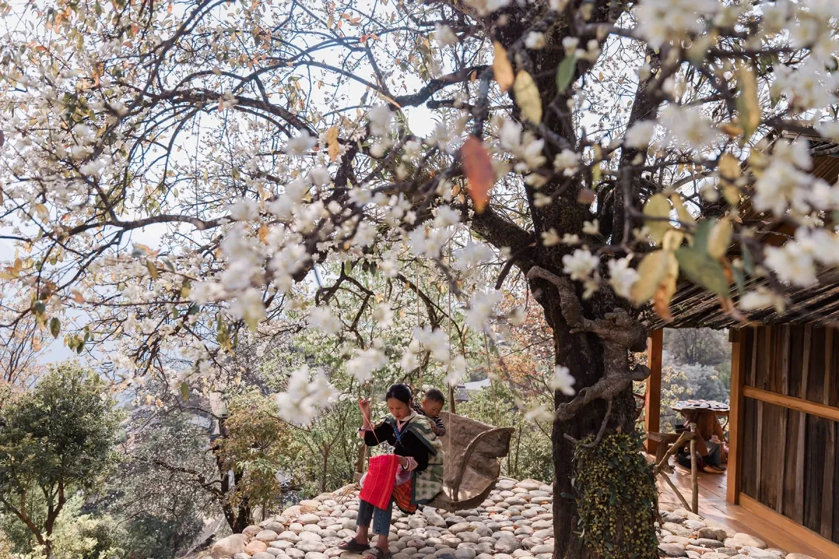 Hoa sơn tra phủ trắng bản Nậm Nghiệp, h&uacute;t du kh&aacute;ch đến Ngọc Chiến đầu th&aacute;ng 3- Ảnh 1.