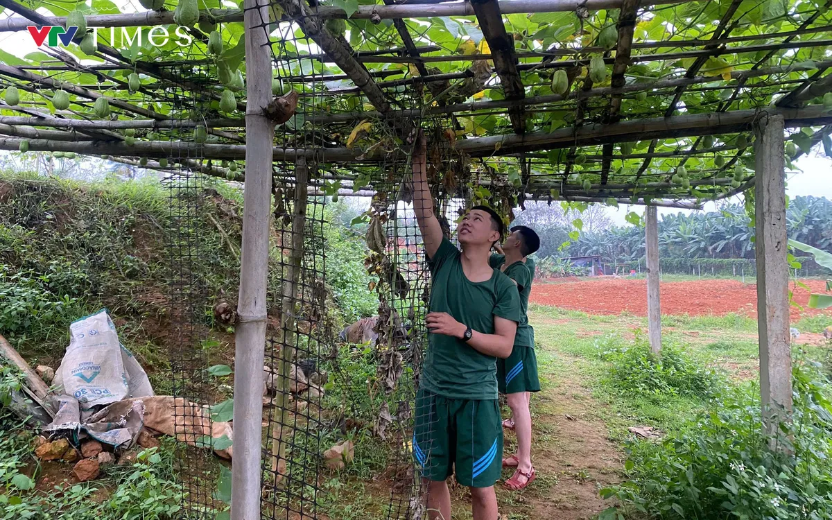 Chiến sĩ mới, Đại đội 1, Tiểu đoàn 1 Trung đoàn 832 tích cực tăng gia sản xuất. Ảnh: Duy Đức