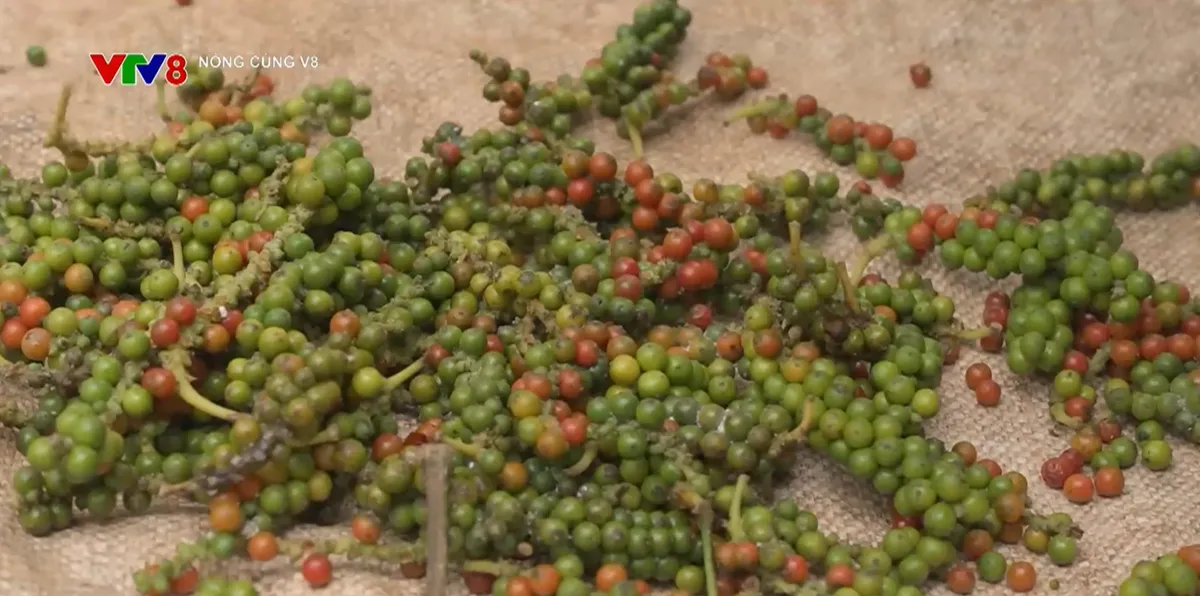 Củng cố vị thế dẫn đầu cho Hồ ti&ecirc;u Việt Nam - Ảnh 2.