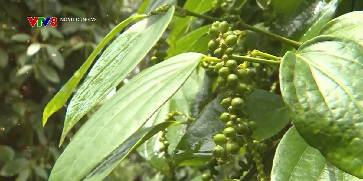 Củng cố vị thế dẫn đầu cho Hồ ti&ecirc;u Việt Nam - Ảnh 1.