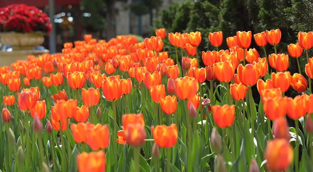 B&agrave; N&agrave; Hills thu h&uacute;t du kh&aacute;ch miền Trung &ndash; T&acirc;y Nguy&ecirc;n nhờ ưu đ&atilde;i v&agrave; lễ hội hoa Tulip- Ảnh 2.